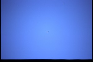 0441a PAINE - kondor.jpg